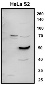LARP7 Polyclonal Antibody
