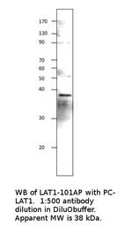 LAT Polyclonal Antibody