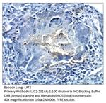 LAT2/NTAL Polyclonal Antibody