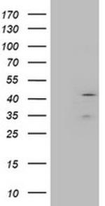 LAYN Antibody in Western Blot (WB)