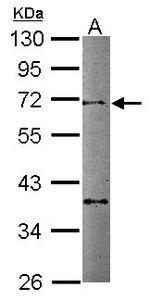 TFCP2L1 Antibody in Western Blot (WB)