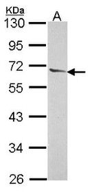 TFCP2L1 Antibody in Western Blot (WB)