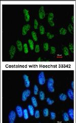 TFCP2L1 Antibody in Immunocytochemistry (ICC/IF)