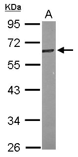 TFCP2L1 Antibody in Western Blot (WB)