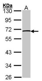 TFCP2L1 Antibody in Western Blot (WB)