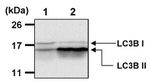 LC3B Polyclonal Antibody, DyLight™ 650