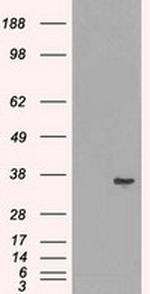 LDHA Antibody in Western Blot (WB)