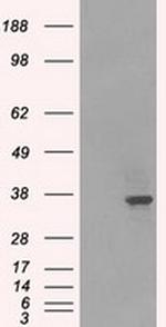 LDHA Antibody in Western Blot (WB)