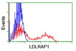 LDLRAP1 Antibody in Flow Cytometry (Flow)