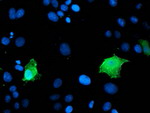 LDLRAP1 Antibody in Immunocytochemistry (ICC/IF)