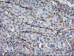 LDLRAP1 Antibody in Immunohistochemistry (Paraffin) (IHC (P))