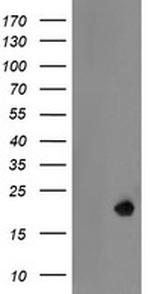LDOC1 Antibody in Western Blot (WB)