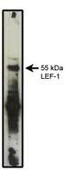 LEF1 Monoclonal Antibody (REMB1)