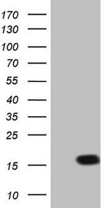 LELP1 Antibody in Western Blot (WB)