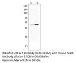 C1ORF177 Polyclonal Antibody