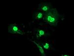 LENG1 Antibody in Immunocytochemistry (ICC/IF)