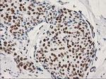 LENG1 Antibody in Immunohistochemistry (Paraffin) (IHC (P))