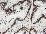 LENG1 Antibody in Immunohistochemistry (Paraffin) (IHC (P))