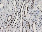 LENG1 Antibody in Immunohistochemistry (Paraffin) (IHC (P))