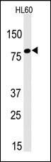 LEO1 Antibody in Western Blot (WB)