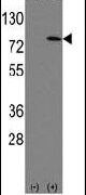 LEO1 Antibody in Western Blot (WB)