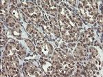 LEPRE1 Antibody in Immunohistochemistry (Paraffin) (IHC (P))