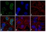 PRAK Antibody
