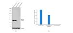IkB alpha Antibody in Western Blot (WB)