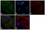 PTP1B Antibody in Immunocytochemistry (ICC/IF)