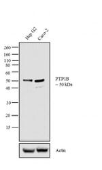 PTP1B Antibody in Western Blot (WB)