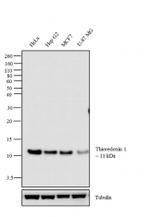 Thioredoxin 1 Antibody in Western Blot (WB)