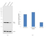 PRDX1 Antibody