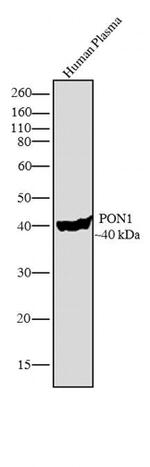 PON1 Antibody in Western Blot (WB)
