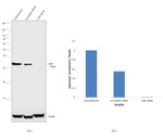 CDK5 Antibody in Western Blot (WB)