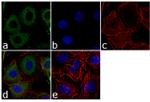 PRDX2 Antibody in Immunocytochemistry (ICC/IF)