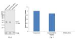 PRDX2 Antibody