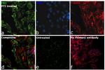 Fibronectin Antibody in Immunocytochemistry (ICC/IF)