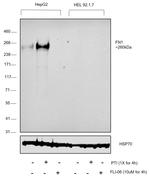 Fibronectin Antibody in Western Blot (WB)