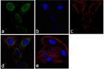 CDK6 Antibody in Immunocytochemistry (ICC/IF)