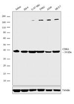 CDK6 Antibody in Western Blot (WB)