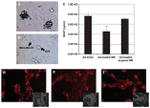 Adenovirus Type 5 Hexon Antibody in Immunocytochemistry (ICC/IF)