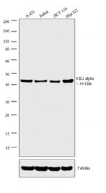 CK2 alpha-1 Antibody in Western Blot (WB)