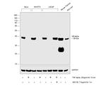 IkB alpha Antibody