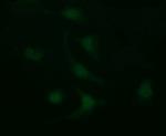 LGALS3 Antibody in Immunocytochemistry (ICC/IF)