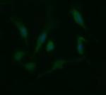 LGALS3 Antibody in Immunocytochemistry (ICC/IF)