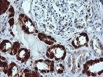 LGALS3 Antibody in Immunohistochemistry (Paraffin) (IHC (P))