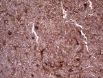 LGALS3 Monoclonal Antibody (OTI2F1), TrueMAB™