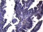 LGALS3 Antibody in Immunohistochemistry (Paraffin) (IHC (P))