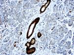 LGALS3 Antibody in Immunohistochemistry (Paraffin) (IHC (P))