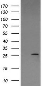 LGALS3 Antibody in Western Blot (WB)